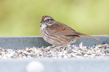 Song sparrow bird