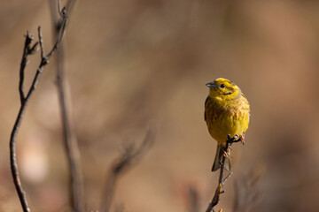 Yellowhammer (Emberiza citrinella) Zigolo giallo