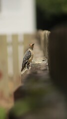 Selective focus of a Golden-fronted woodpecker standing on a stone ledge
