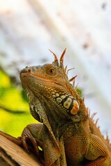 Closeup shot of a Bearded dragon lizard