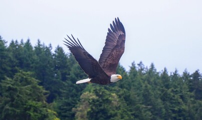 Closeup of a bald eagle flying freely over a background of trees