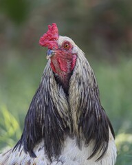Close up shot of a rooster on blurred background
