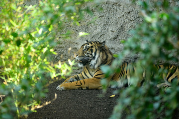 Fototapeta premium tigre retrato tumbado en el suelo
