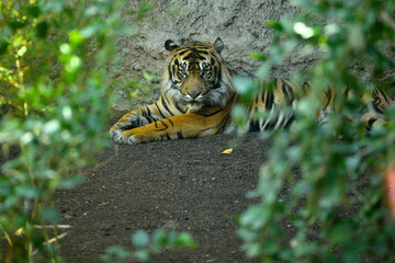 tigre asiático sentado