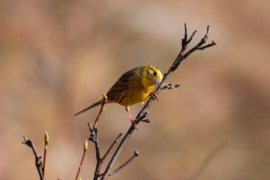 Yellowhammer (Emberiza citrinella) Zigolo giallo