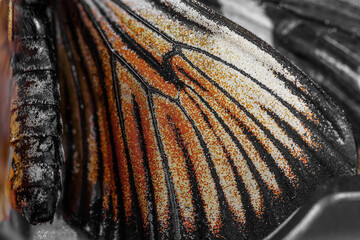 Super macro magnification of butterfly wings, colorful orange, yellow white and black scales