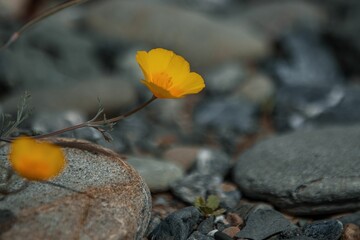 Selective focus shot of a flower
