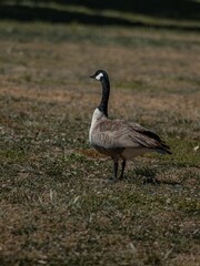 Vertical shot of a goose on the grass in California Central Valley