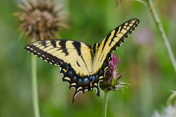 Closeup of a yellow eastern tiger swallowtail perched on a flower