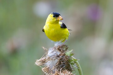 Closeup of an American goldfinch perched on a flower