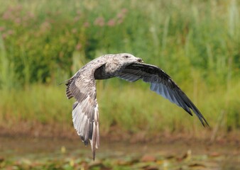 Closeup of a European herring gull flying with spread wings