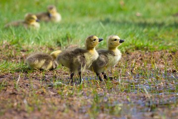 Closeup shallow focus of two cute little geese on the grass