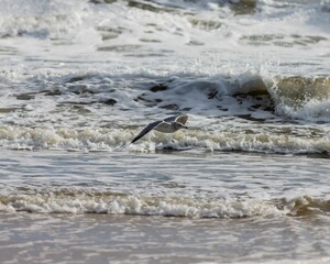 Scenic shot of a grey seagull flying close to the ocean waves