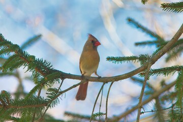 Closeup shot of a northern cardinal bird perched on a pine tree