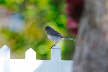 Selective focus shot of a dark-eyes junco bird perched on a white picket fence