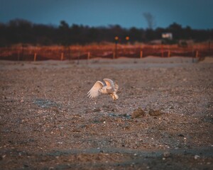 Beautiful shot of a white falcon flying close to the ground with its wings open