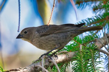 Closeup shot of a cute little sparrow bird perched on a pine tree