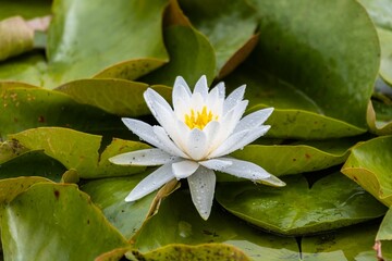 Closeup of a beautiful White Water-Lily with waterdrops - obrazy, fototapety, plakaty