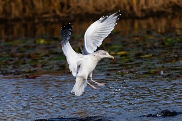 View of a beautiful European herring gull catching fish from a lake