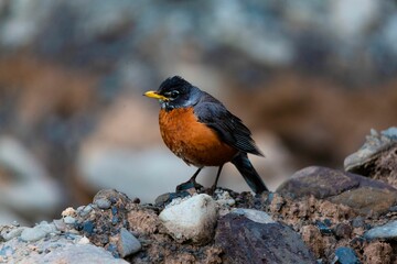 Closeup of an American robin on stones on a blurred background