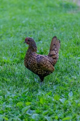 View of a beautiful Sebright chicken on fresh grass in a field