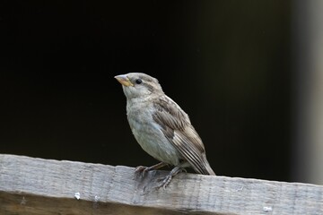 Closeup of a cute sparrow sitting on wood with black background