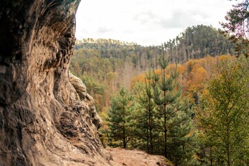 High-angle view of a forest full of trees during the autumn.