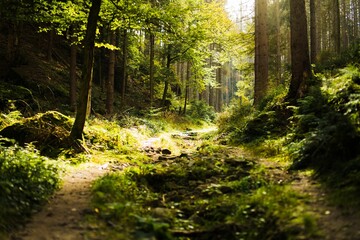Forest with growing dense trees
