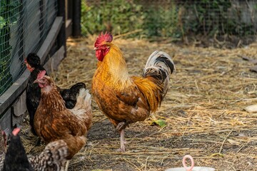 View of a rooster with hens eating seeds on a farm