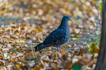 View of a dove walking on a ground with autumn leaves