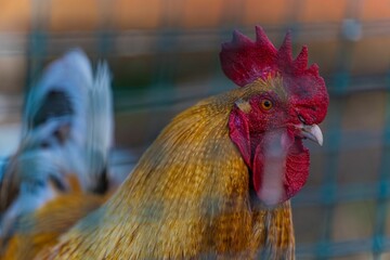 Close up of a hen in a farm
