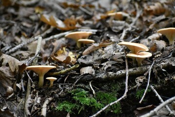 Close-up view of Sarcomyxa serotina mushrooms growing through the woodchips