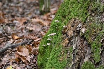 Close-up view of Mycena mushrooms growing on a moss-covered tree bark