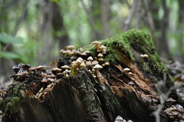 Close-up view of Mycena mushrooms growing on a moss-covered broken tree