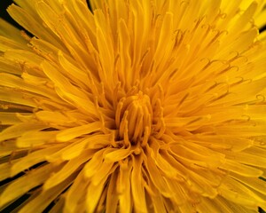 Sure sign of spring is dandelions in bloom