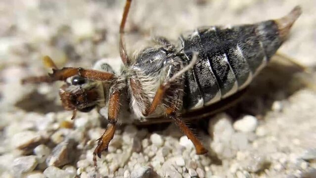 May beetle lying on its back.