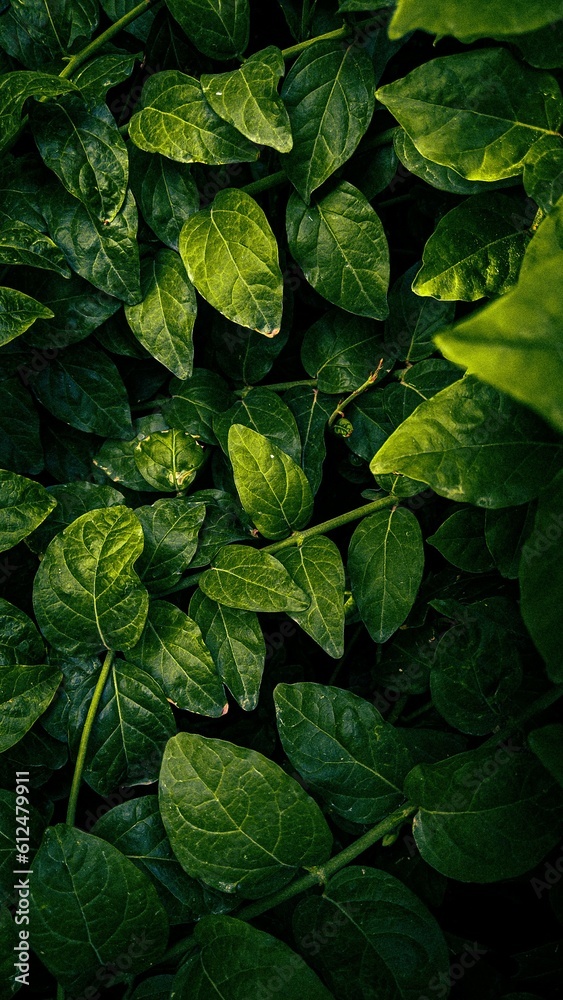 Poster Vertical background with green leaves