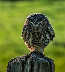 Adorable Little owl on a fencepost looking at the camera with a thoughtful expression
