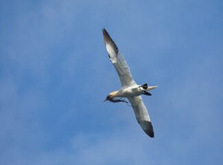 Low angle shot of Northern gannet with open wings flying in the blue sky with nest material