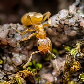 Closeup of a Yellow meadow ant moving along rocks covered in moss