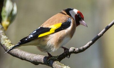 Closeup shot of a goldfinch bird on a tree branch.