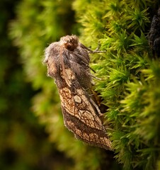 Side view of Frosted Orange Moth resting on green broom forkmoss