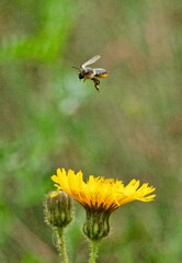 Vertical closeup of a bee flying above yellow Hawkweed flower