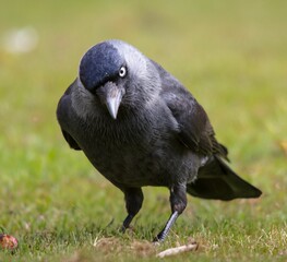 Closeup shot of a black jackdaw bird perched on a grassy field