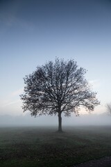 Vertical shot of a lone bare tree on a foggy field