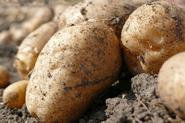 Potatoes in the ground freshly dug potato tubers on the field, close-up of fresh potatoes ready to be transported to the warehouse