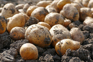 Potatoes in the ground freshly dug potato tubers on the field, close-up of fresh potatoes ready to be transported to the warehouse