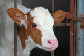 Hungry and cute calf in the cow stall, dairy farm close-up