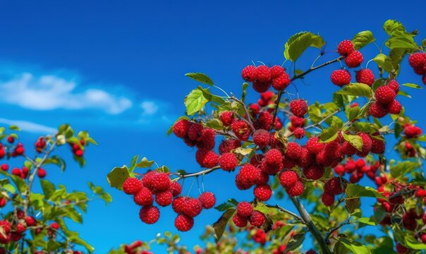  a bunch of red berries hanging from a tree with green leaves and a blue sky in the background with a few clouds in the sky.  generative ai