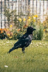 Fototapeta premium Shot of a crow in Jardin du carrousel